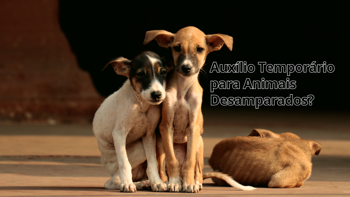Auxílio Temporário para Animais Desamparados?